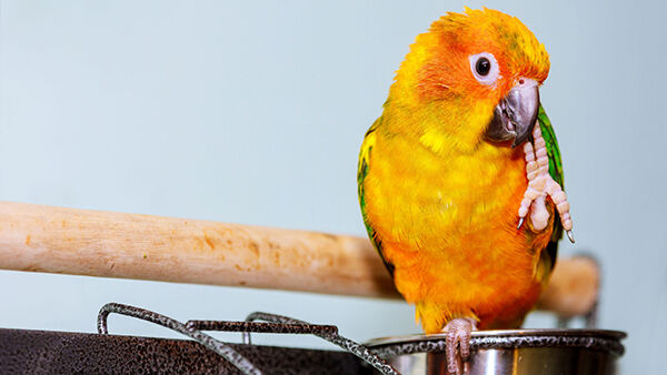 colorful parrot